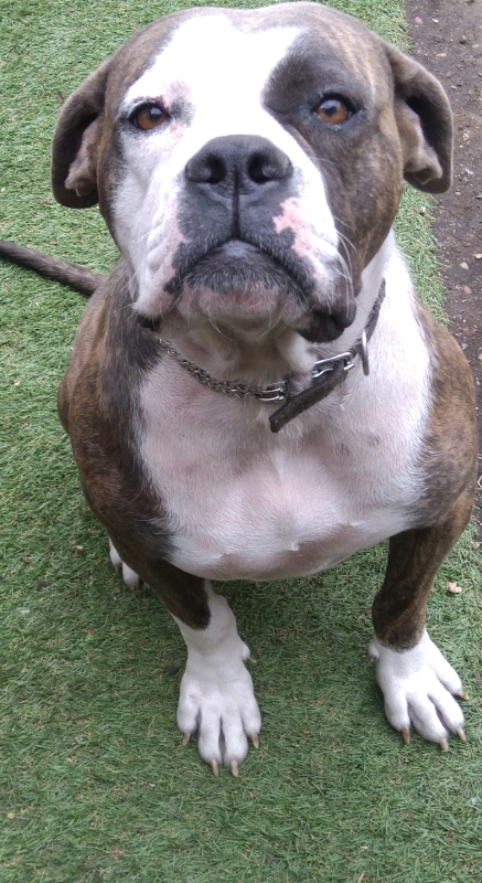 blue brindle american bully